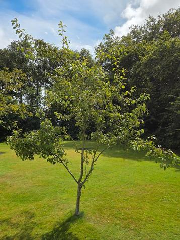 Perenboom 2,5 meter hoog beschikbaar voor biedingen