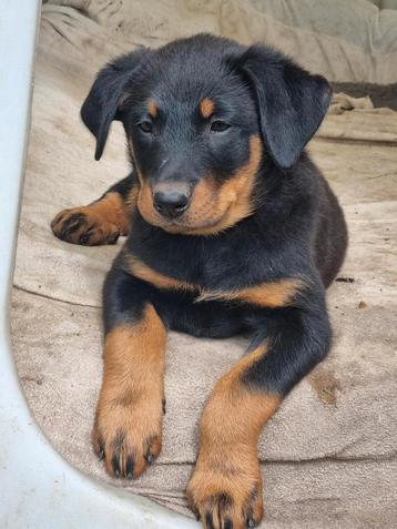 Beauceron (Franse herder) pups, super mooi en vriendelijk 😍