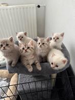 Britse korthaar kittens, Dieren en Toebehoren, Katten en Kittens | Raskatten | Korthaar, Meerdere dieren