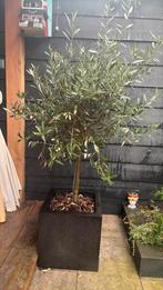 2 olijfbomen met pot, Ophalen of Verzenden, Volle zon, Olijfboom, 100 tot 250 cm