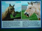 (406) Dierenkaart: PAARDEN, Verzenden, Gelopen, Paard