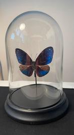 Opgezette vlinder taxidermie / entomologisch decorstuk, Ophalen, Zo goed als nieuw