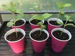Zonnebloem planten - per stuk, Volle zon, Eenjarig, Zomer, Ophalen