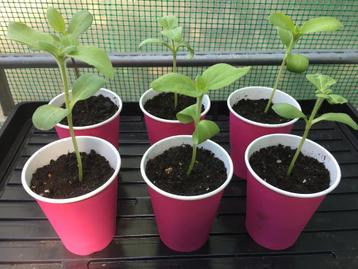 Zonnebloem planten - per stuk beschikbaar voor biedingen