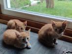 Kittens , rode katjes / katertjes, rood-wit, Dieren en Toebehoren, Katten en Kittens | Overige Katten, Kortharig, 0 tot 2 jaar