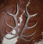 Groot paar EDELHERT GEWEI STANGEN - 16-ender - ref. G, Ophalen, Gebruikt, Hert, Gewei of Kop