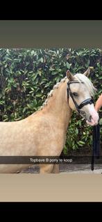 Mooie palomino kinder/sport pony, Dieren en Toebehoren, Pony's, B, Gechipt, Ruin, 3 tot 6 jaar