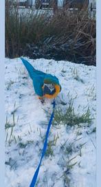Handtam blauw geel ara, Dieren en Toebehoren, Vrouwelijk, Papegaai, Geringd