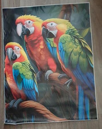 Prachtige Papegaaien Print beschikbaar voor biedingen