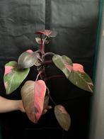 Philodendron Pink Princess, Huis en Inrichting, Kamerplanten, Overige soorten, Minder dan 100 cm, Ophalen of Verzenden, Halfschaduw