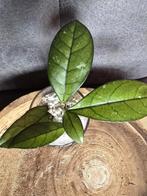 Hoya callistophylla stekjes, Ophalen of Verzenden, Overige soorten, Minder dan 100 cm