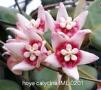 Hoya calycina IML 0201, Overige soorten, In pot, Minder dan 100 cm, Bloeiende kamerplant