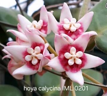 Hoya calycina IML 0201  beschikbaar voor biedingen