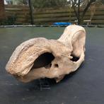 Wolharige neushoornschedel fossiel echt, Ophalen of Verzenden, Fossiel