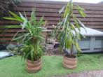 2 supergrote planten, ook kerngezond, Ophalen of Verzenden, Zomer, Overige soorten, Volle zon