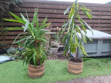 2 supergrote planten, ook kerngezond  beschikbaar voor biedingen