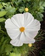 Cosmos Cosmea Giant white zaden, Ophalen of Verzenden, Voorjaar, Volle zon, Zaad