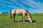 Top brave champagne merrie enkel en dubbelspan betuigd, Dieren en Toebehoren, Pony's, B, 7 tot 10 jaar, Recreatiepony, Merrie