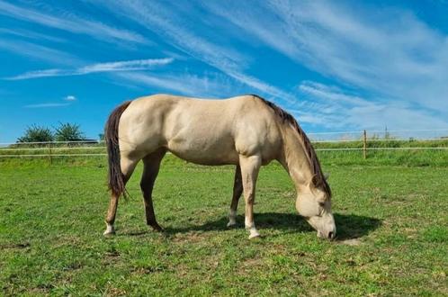 Top brave champagne merrie enkel en dubbelspan betuigd, Dieren en Toebehoren, Pony's, Merrie, B, E pony (1.48m - 1.57m), Recreatiepony