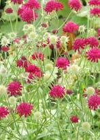 Beemdkroon, Knautia macedonia, Overige soorten, Volle zon, Vaste plant, Ophalen of Verzenden