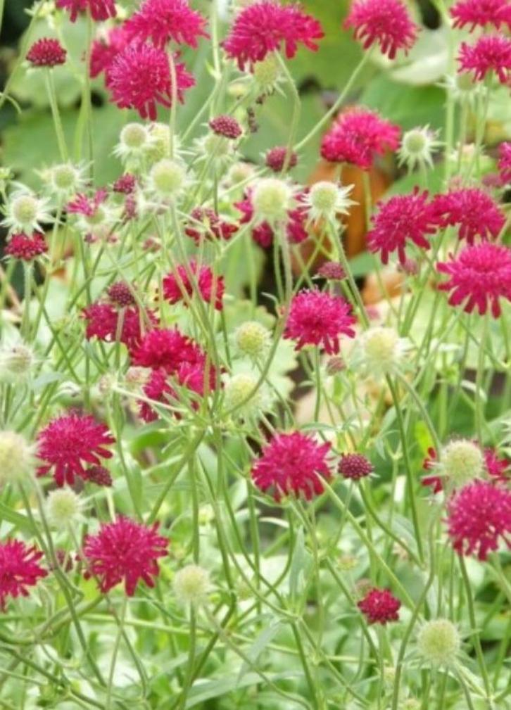 Beemdkroon, Knautia macedonia, Tuin en Terras, Planten | Tuinplanten, Vaste plant, Overige soorten, Volle zon, Zomer, Ophalen of Verzenden