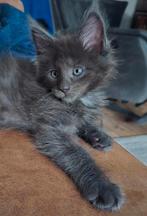 Maine Coon kittens( smoke) met stamboom, Dieren en Toebehoren, Katten en Kittens | Raskatten | Langhaar, Kater, Gechipt