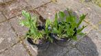 Mierikswortel, Tuin en Terras, Planten | Tuinplanten, Ophalen, Halfschaduw, Zomer, Groenteplanten