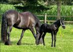 Paarden hulp verzorgster Gevraagd, Dieren en Toebehoren, Stalling en Weidegang