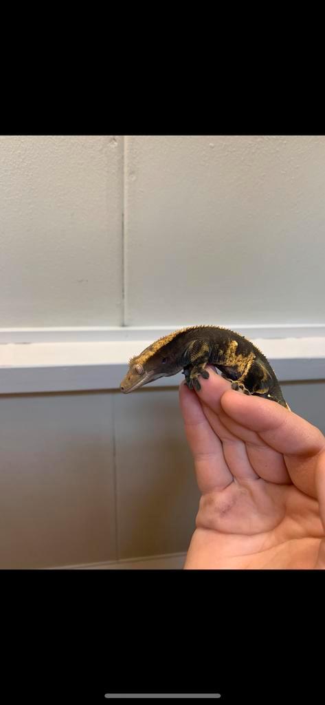 Crested gecko female wimpergekko vrouw Halloween