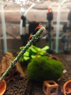 Jong volwassenen vuurgarnalen, Dieren en Toebehoren, Vissen | Aquariumvissen, Kreeft, Krab of Garnaal