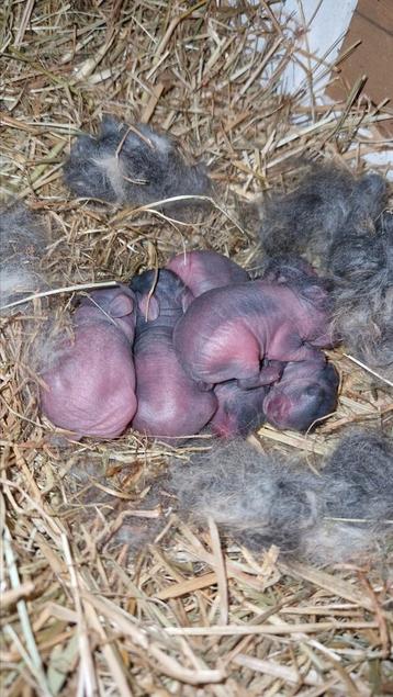 Baby konijntjes beschikbaar voor biedingen