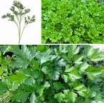 Peterselie zaden, Verzenden, Zaad