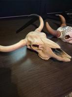 Stieren Schedel (wand-decoratie), Ophalen of Verzenden, Zo goed als nieuw