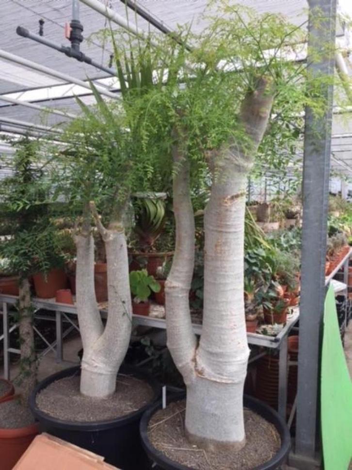 Caudex Moringa Oleifera circa 220-230 cm hoog, Huis en Inrichting, Kamerplanten, Overige soorten, 200 cm of meer, Bloeiende kamerplant