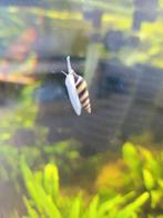 Anentome helena slak (slakkeneter), Dieren en Toebehoren, Vissen | Aquariumvissen, Slak of Weekdier, Zoetwatervis, Schoolvis
