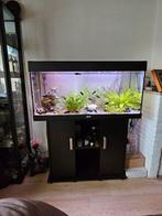 1 meter aquarium met onderkast, Ophalen, Gebruikt, Gevuld zoetwateraquarium