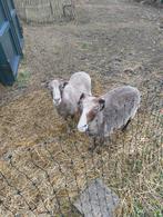 Twee Skudde schapen (ram en ooi), Dieren en Toebehoren, Meerdere dieren, Schaap, 3 tot 5 jaar