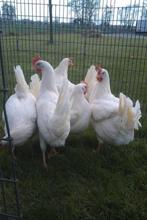 Te koop jonge legkippen/leghennen, Dieren en Toebehoren, Pluimvee, Vrouwelijk, Kip
