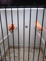 Kanaries, Dieren en Toebehoren, Meerdere dieren, Wildzangvogel