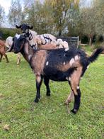 Nubische vrouwelijke geit, Dieren en Toebehoren, Schapen, Geiten en Varkens, Vrouwelijk, Geit