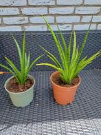 Sanceveria, Ophalen, Overige soorten, Minder dan 100 cm