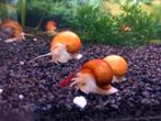 Jonge appelslakken  (gemengd), Dieren en Toebehoren, Vissen | Aquaria en Toebehoren, Ophalen