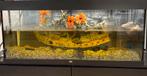Aquarium met schildpadden, Dieren en Toebehoren, Ophalen, Gebruikt, Gevuld zoetwateraquarium