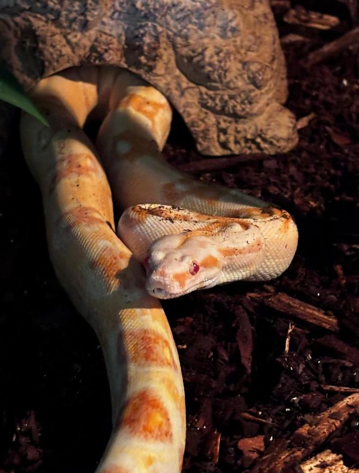 1.0 Boa constrictor  “Sharp albino”, Dieren en Toebehoren, Reptielen en Amfibieën, Slang, 3 tot 6 jaar