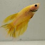 Betta splendens vrouw 61, Dieren en Toebehoren, Vis