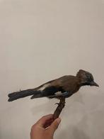 Opgezette vogel, Verzamelen, Dierenverzamelingen, Ophalen of Verzenden, Zo goed als nieuw, Vogel, Opgezet dier