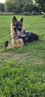 Oud Duitse Herder langharig, Dieren en Toebehoren, Honden | Herdershonden en Veedrijvers, Particulier, Rabiës (hondsdolheid), 1 tot 2 jaar