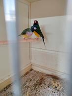 Gouldamadine koppel, Dieren en Toebehoren, Vogels | Overige Vogels, Meerdere dieren, Tropenvogel