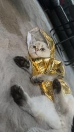 Prachtige Britse Korthaar Dekreu beschikbaar voor dekking, 0 tot 2 jaar