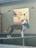 Am stafford teefje, Dieren en Toebehoren, Honden | Jack Russells en Terriërs, 15 weken tot 1 jaar, American Staffordshire Terriër